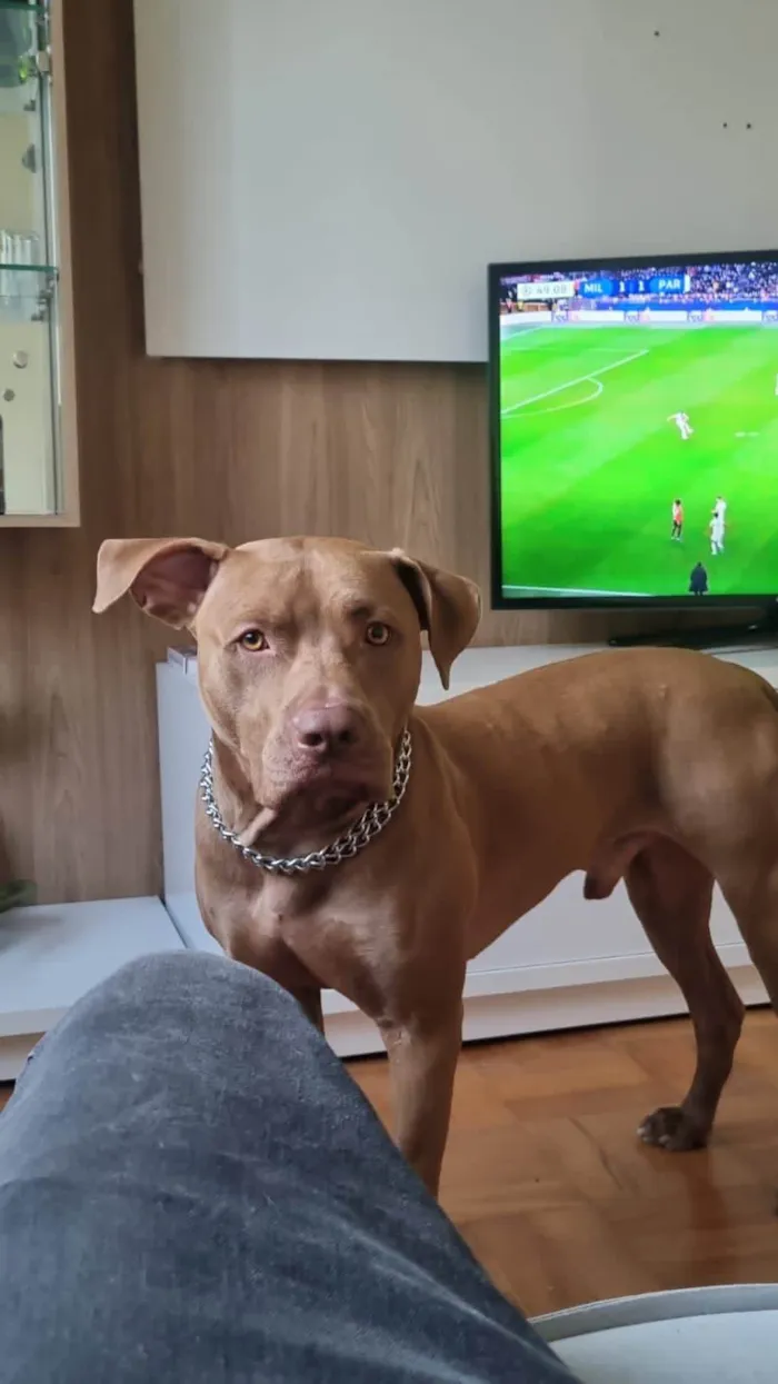 Cachorro ra a Pit-Bull idade 3 anos nome Flecha