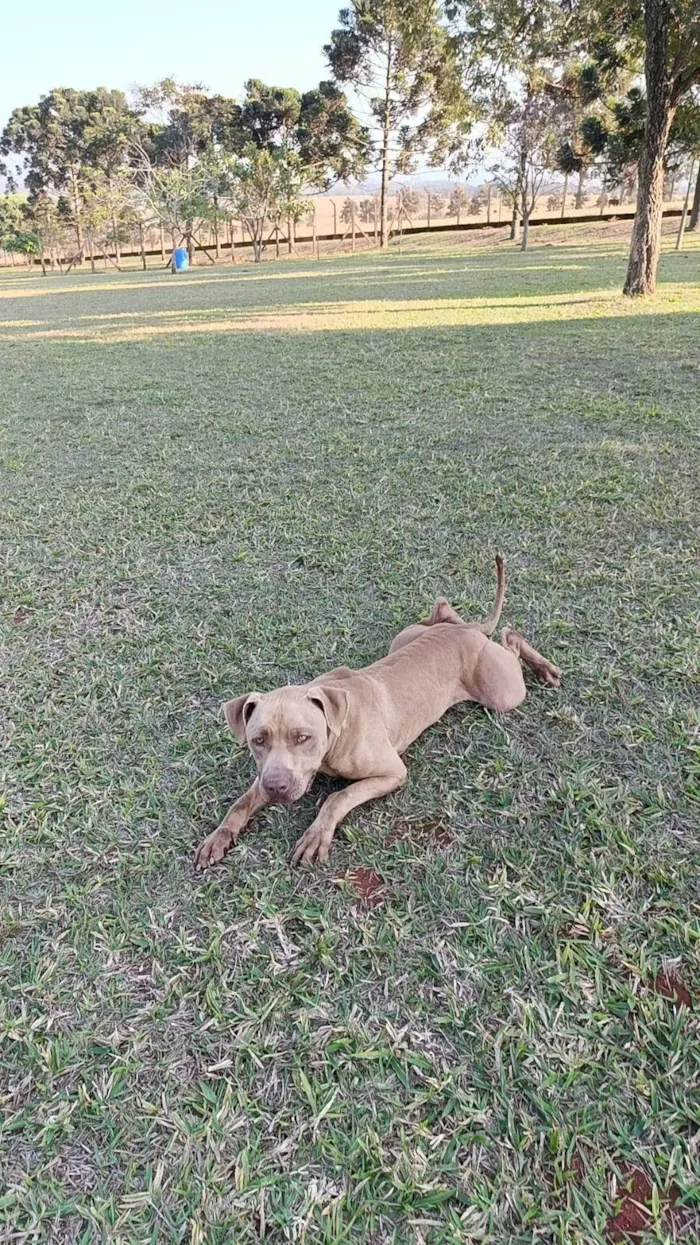 Cachorro ra a Pit-Bull idade 3 anos nome Flecha