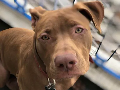 Cachorro raça Pit-Bull idade 3 anos nome Flecha