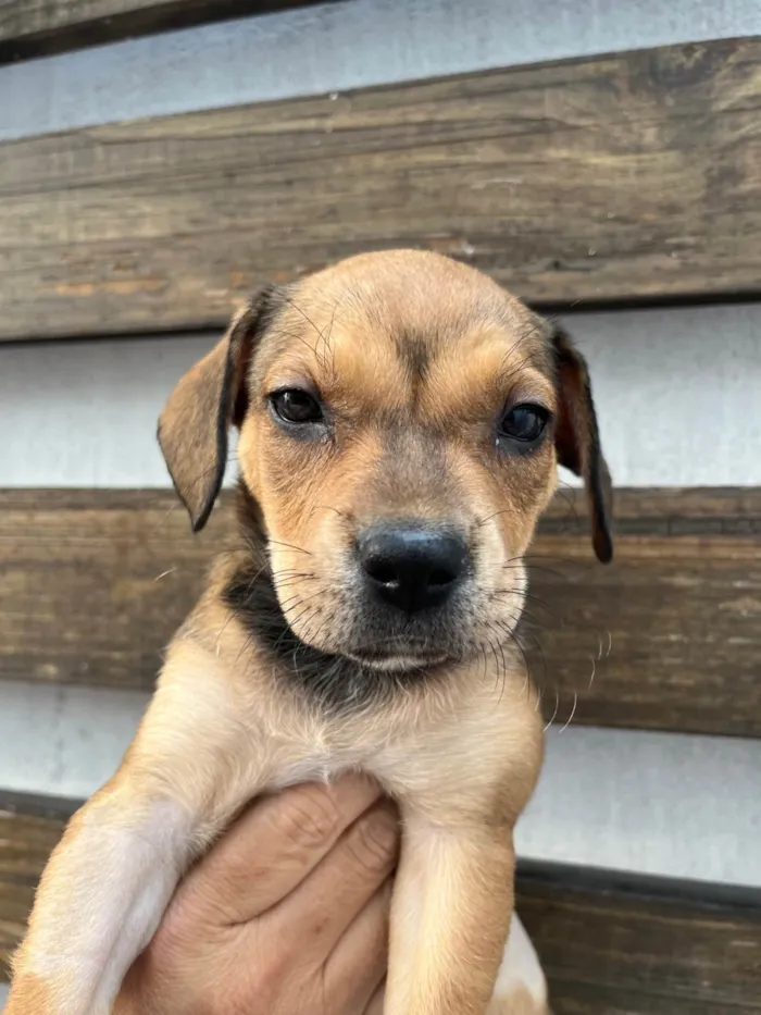 Cachorro ra a SRD-ViraLata idade 2 a 6 meses nome Zury