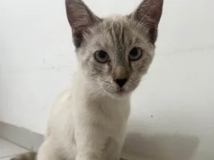 Gato raça SRD-ViraLata idade 2 a 6 meses nome Linda