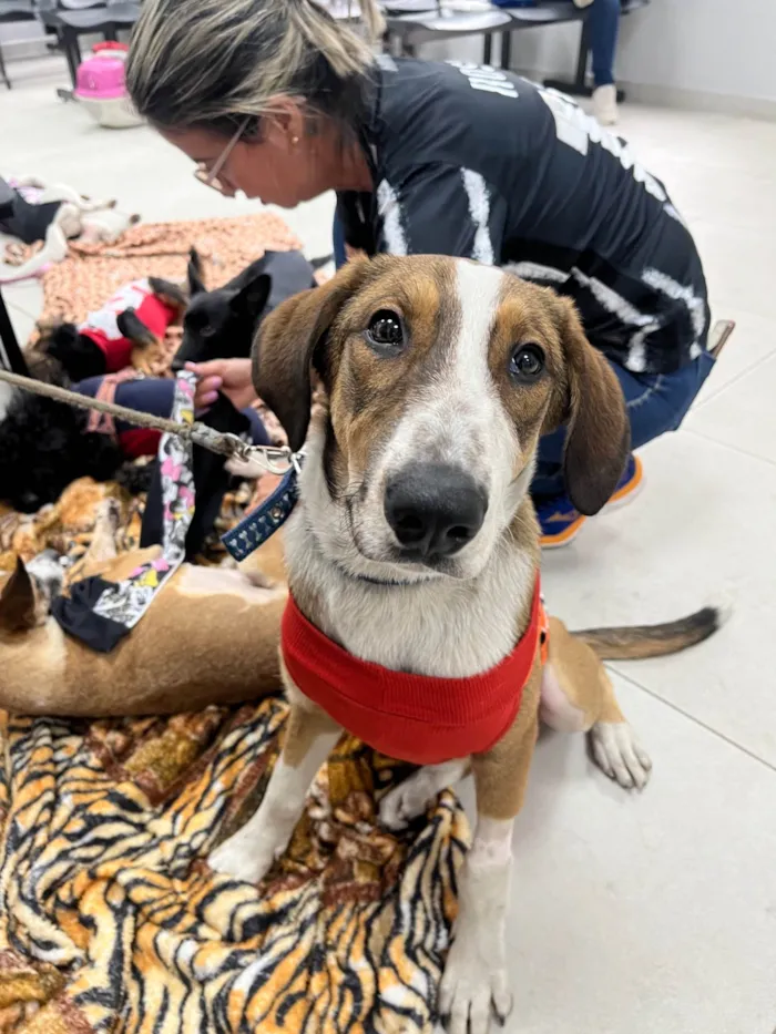 Cachorro ra a SRD-ViraLata idade 7 a 11 meses nome Faisca