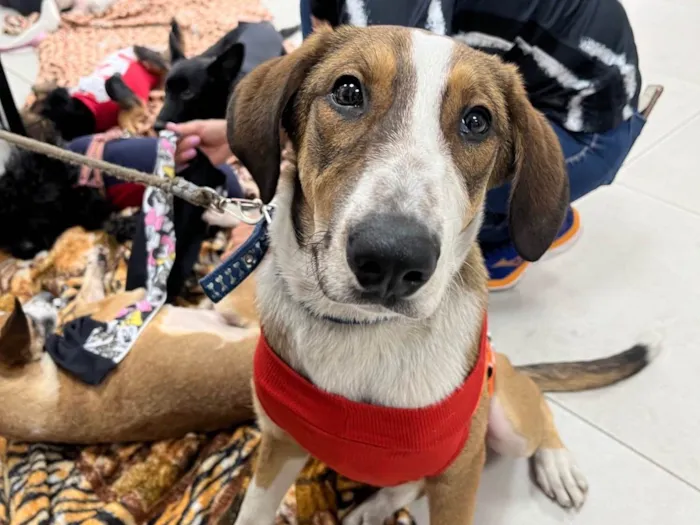 Cachorro ra a SRD-ViraLata idade 7 a 11 meses nome Faisca