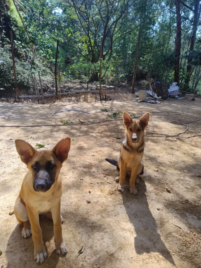 Cachorro ra a SRD-ViraLata idade 2 a 6 meses nome Lucky e Nala 