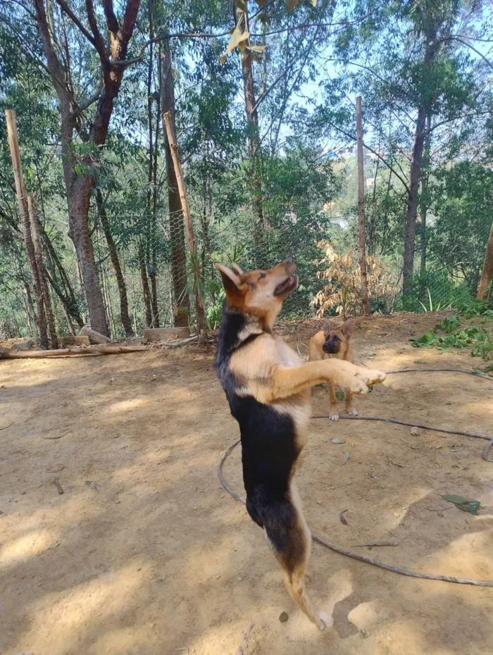 Cachorro ra a SRD-ViraLata idade 2 a 6 meses nome Lucky e Nala 