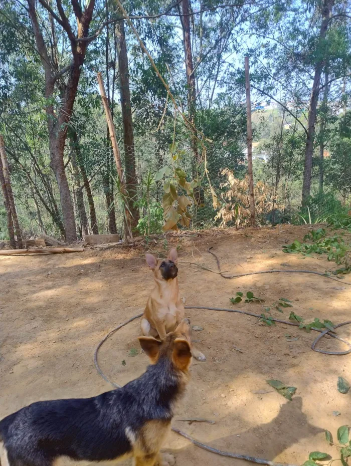 Cachorro ra a SRD-ViraLata idade 2 a 6 meses nome Lucky e Nala 