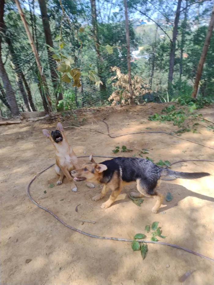 Cachorro ra a SRD-ViraLata idade 2 a 6 meses nome Lucky e Nala 