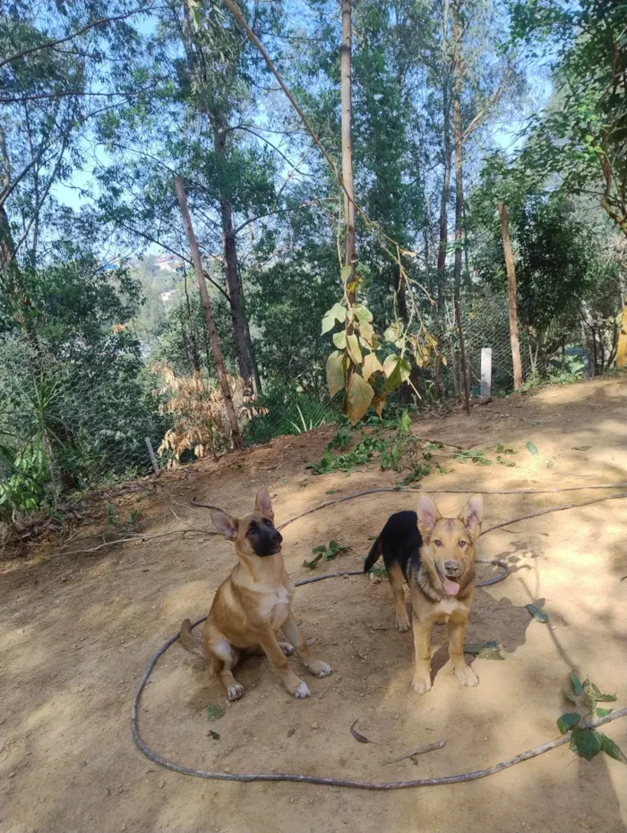 Cachorro ra a SRD-ViraLata idade 2 a 6 meses nome Lucky e Nala 