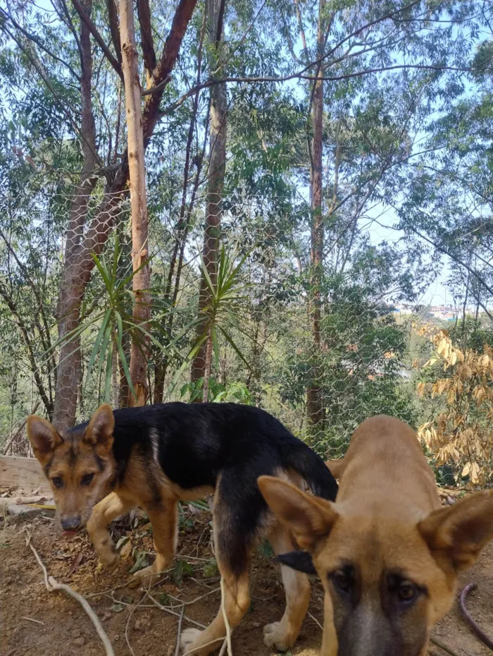 Cachorro ra a SRD-ViraLata idade 2 a 6 meses nome Lucky e Nala 