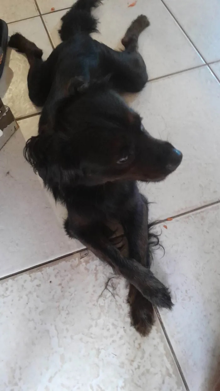 Cachorro ra a SRD-ViraLata idade 2 anos nome Negro