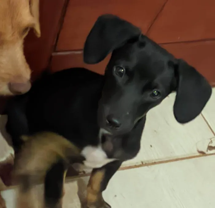 Cachorro ra a SRD-ViraLata idade 2 a 6 meses nome Hotdog