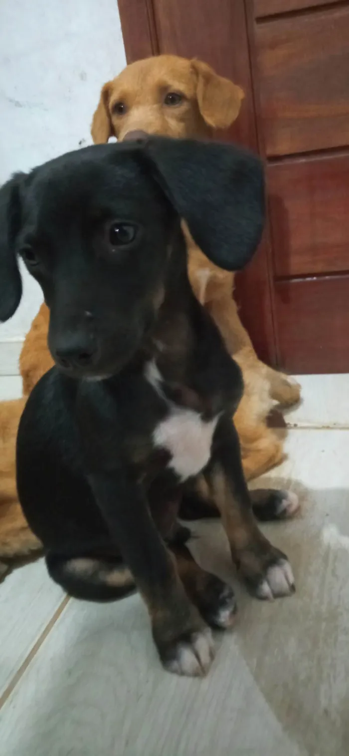 Cachorro ra a SRD-ViraLata idade 2 a 6 meses nome Hotdog