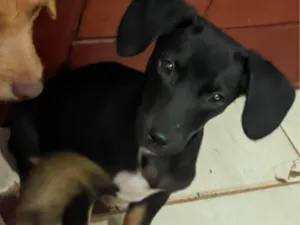 Cachorro raça SRD-ViraLata idade 2 a 6 meses nome Hotdog