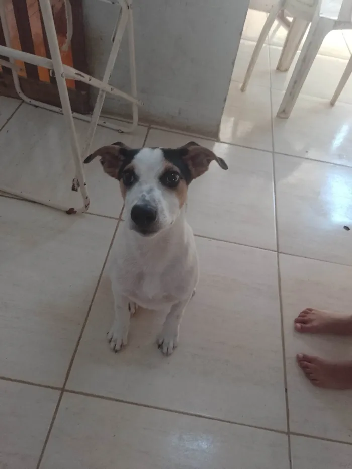 Cachorro ra a SRD-ViraLata idade 2 a 6 meses nome Pluto