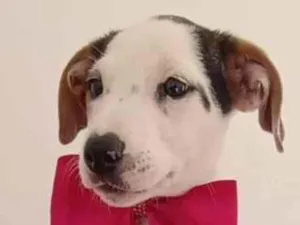 Cachorro raça SRD-ViraLata idade 2 a 6 meses nome PINK FÊMEA