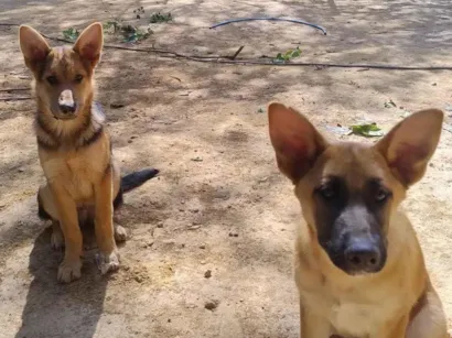 Cachorro raça SRD-ViraLata idade 2 a 6 meses nome Lucky e Nala 