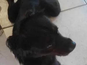 Cachorro raça SRD-ViraLata idade 2 anos nome Negro