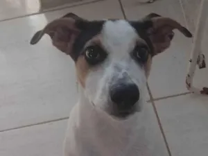 Cachorro raça SRD-ViraLata idade 2 a 6 meses nome Pluto