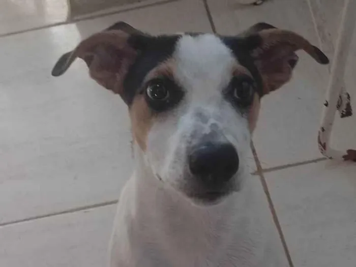 Cachorro ra a SRD-ViraLata idade 2 a 6 meses nome Pluto