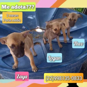 Cachorro raça SRD-ViraLata idade 2 a 6 meses nome Zaya, Logan e Theo