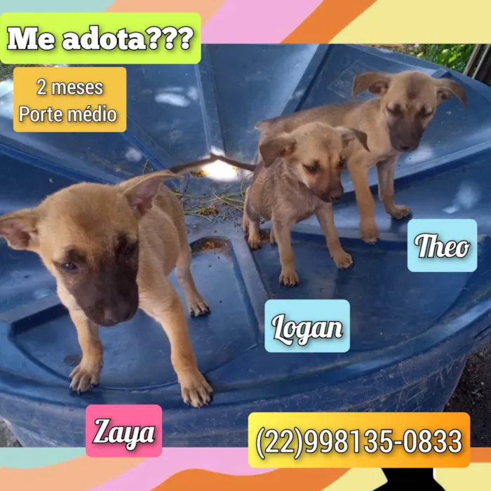 Cachorro ra a SRD-ViraLata idade 2 a 6 meses nome Zaya, Logan e Theo