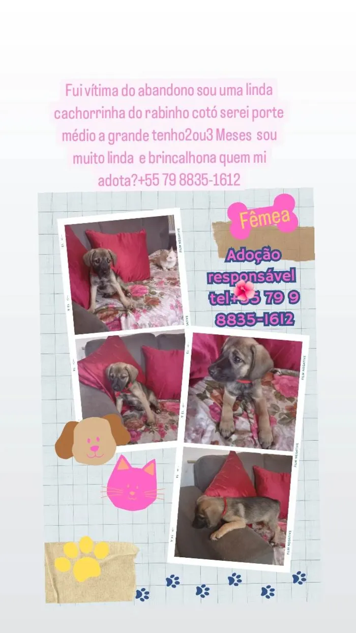 Cachorro ra a SRD-ViraLata idade 2 a 6 meses nome Preta 