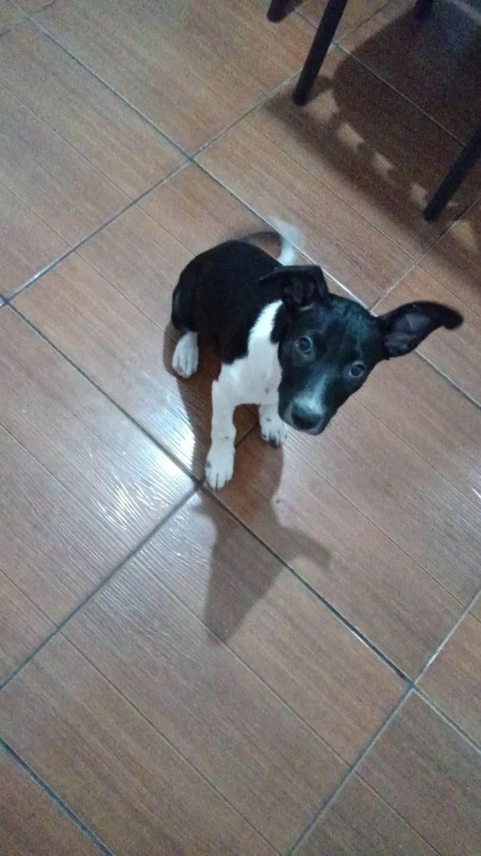 Cachorro ra a SRD-ViraLata idade 2 a 6 meses nome Dulce