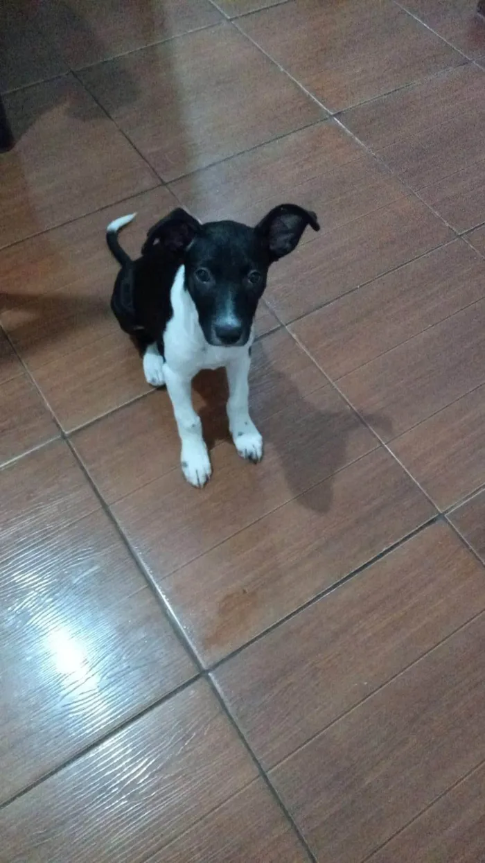 Cachorro ra a SRD-ViraLata idade 2 a 6 meses nome Dulce