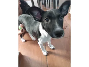 Cachorro raça SRD-ViraLata idade 2 a 6 meses nome Dulce