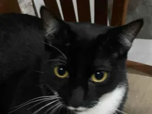 Gato raça SRD-ViraLata idade 1 ano nome Oreo