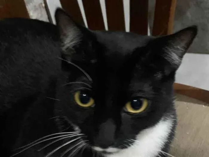 Gato ra a SRD-ViraLata idade 1 ano nome Oreo