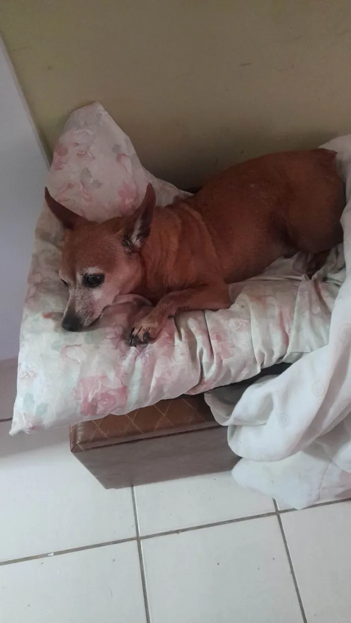 Cachorro ra a Pinscher idade 6 ou mais anos nome Toby