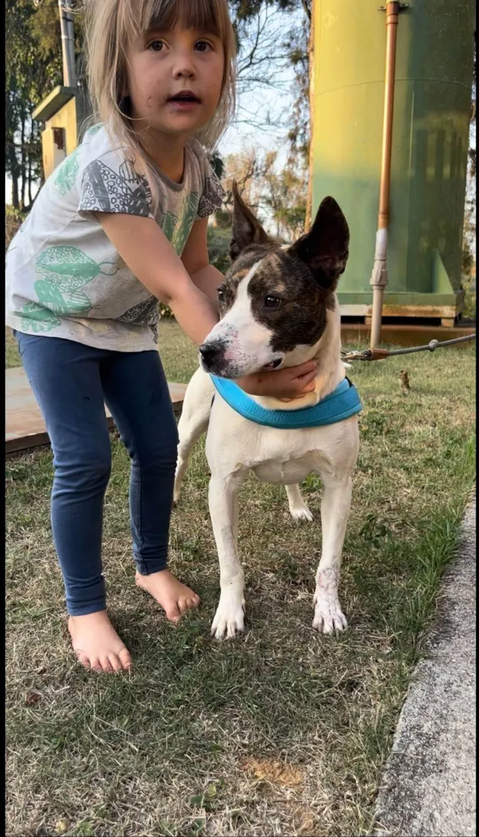 Cachorro ra a SRD-ViraLata idade 2 anos nome Bela