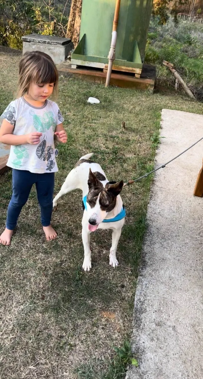 Cachorro ra a SRD-ViraLata idade 2 anos nome Bela