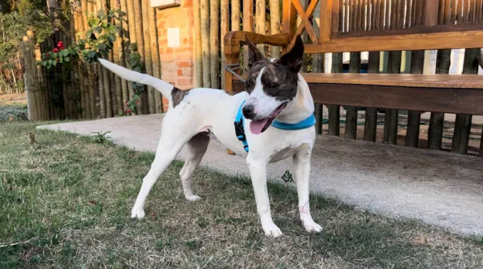 Cachorro ra a SRD-ViraLata idade 2 anos nome Bela