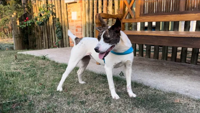 Cachorro ra a SRD-ViraLata idade 2 anos nome Bela