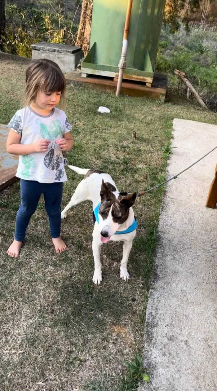 Cachorro ra a SRD-ViraLata idade 2 anos nome Bela