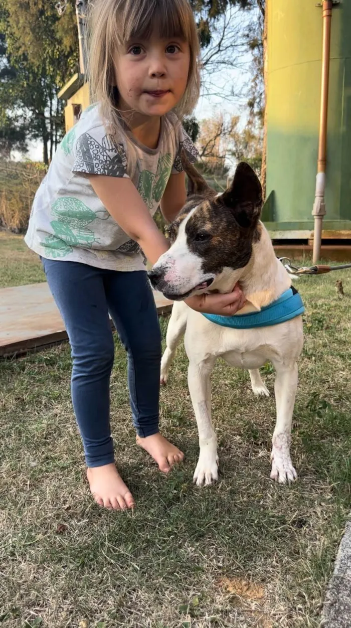 Cachorro ra a SRD-ViraLata idade 2 anos nome Bela