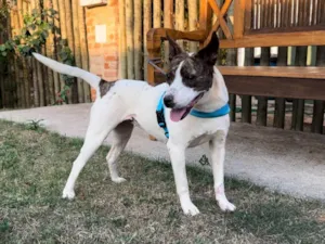 Cachorro raça SRD-ViraLata idade 2 anos nome Bela