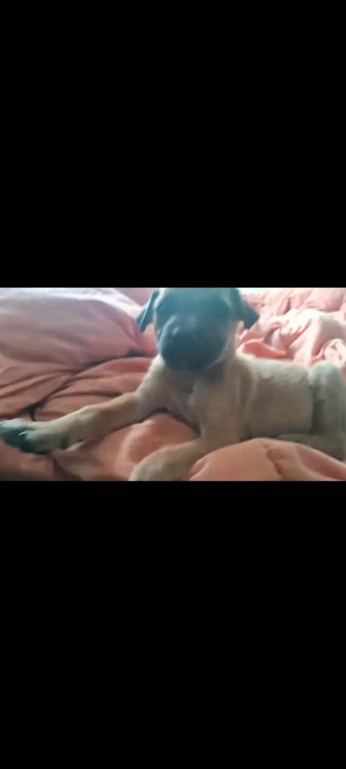 Cachorro ra a SRD-ViraLata idade 2 a 6 meses nome Caramelo Kid