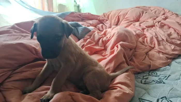 Cachorro ra a SRD-ViraLata idade 2 a 6 meses nome Caramelo Kid