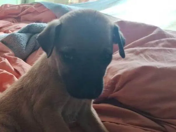 Cachorro ra a SRD-ViraLata idade 2 a 6 meses nome Caramelo Kid