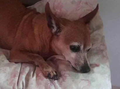 Cachorro raça Pinscher idade 6 ou mais anos nome Toby