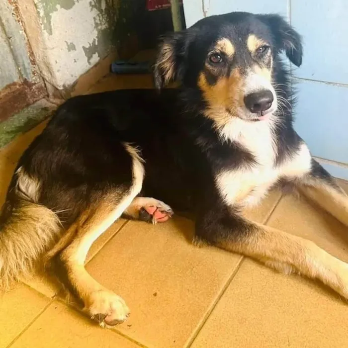 Cachorro ra a SRD-ViraLata idade 1 ano nome Panda