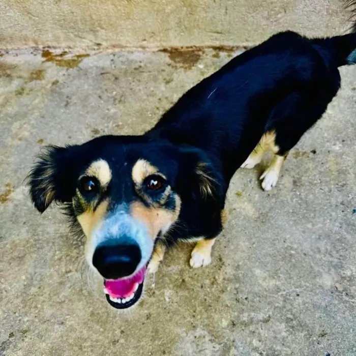 Cachorro ra a SRD-ViraLata idade 1 ano nome Panda