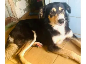 Cachorro raça SRD-ViraLata idade 1 ano nome Panda