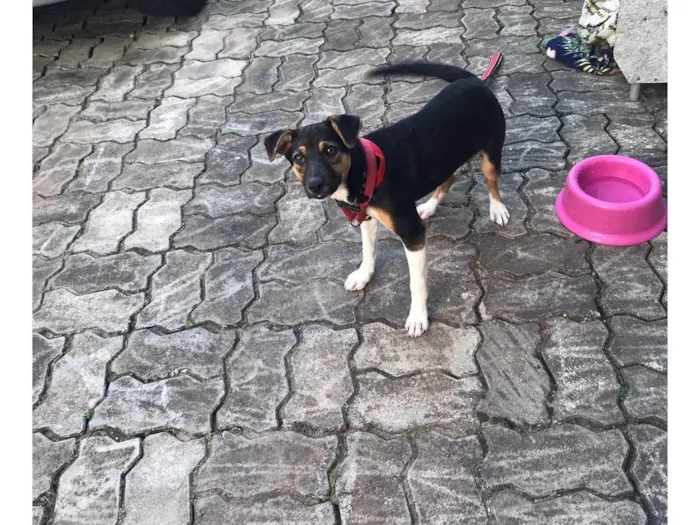 Cachorro ra a SRD-ViraLata idade 2 a 6 meses nome Maya