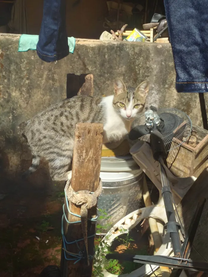 Gato ra a SRD-ViraLata idade 7 a 11 meses nome Sem nome