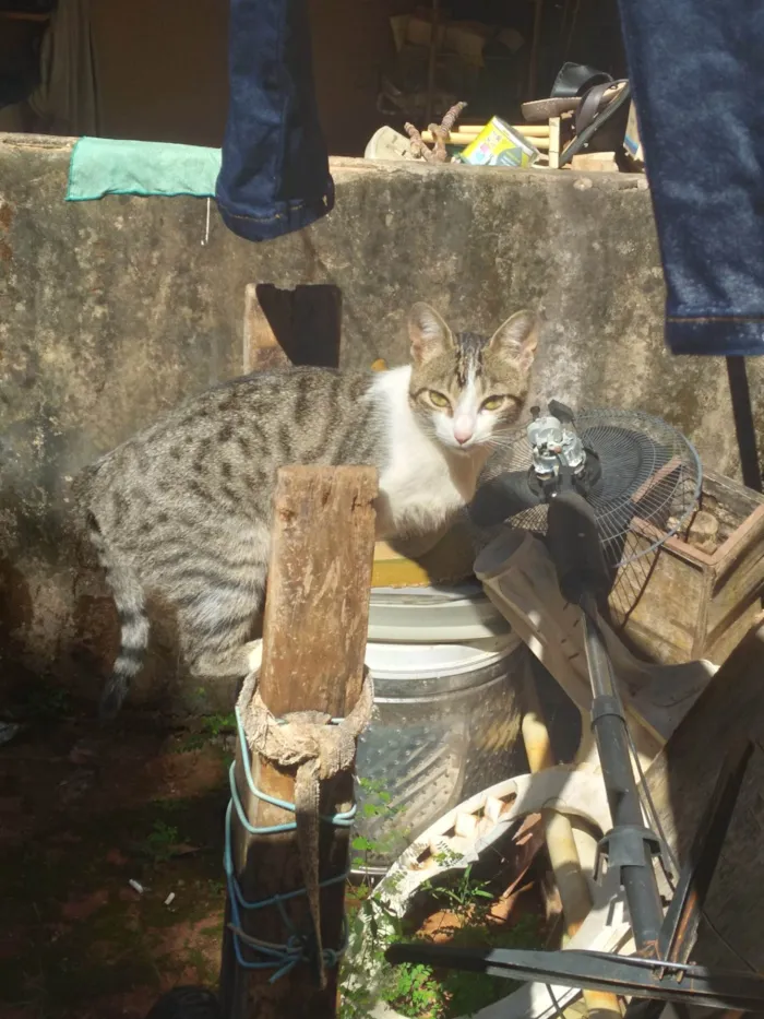 Gato ra a SRD-ViraLata idade 7 a 11 meses nome Sem nome