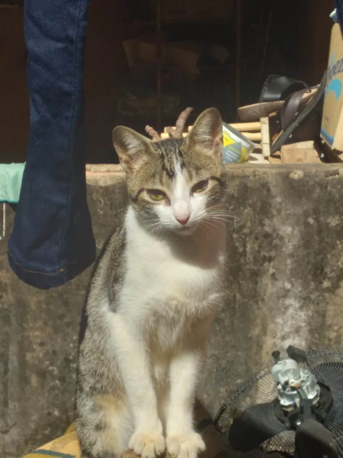 Gato ra a SRD-ViraLata idade 7 a 11 meses nome Sem nome